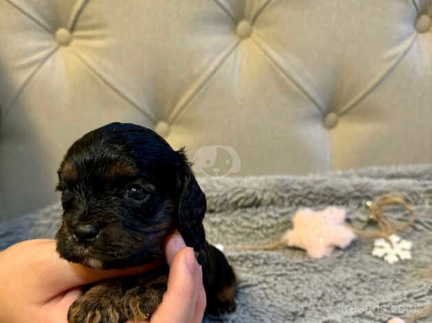 Cavalier King Charles Spaniel for sale in Inverness, Highland - Image 3