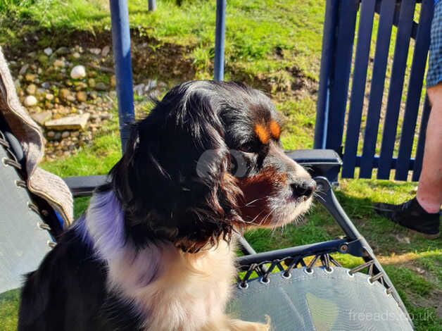 CAVALIER KING CHARLES SPANIEL for sale in Buntingford, Hertfordshire