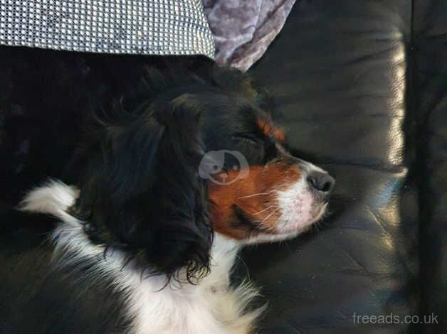 CAVALIER KING CHARLES SPANIEL for sale in Buntingford, Hertfordshire - Image 2