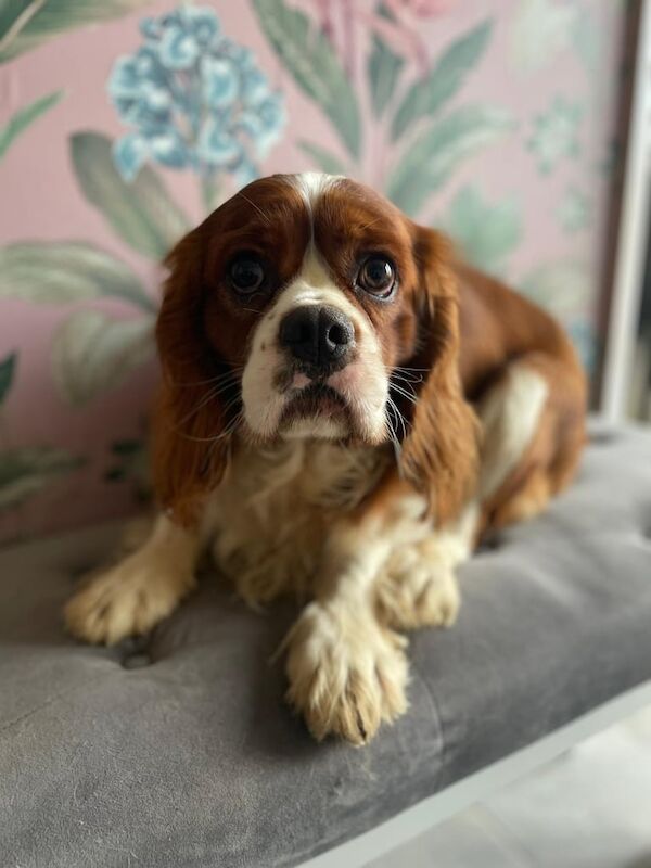 Kennel Club Registered King Charles Spaniel Puppies For Sale