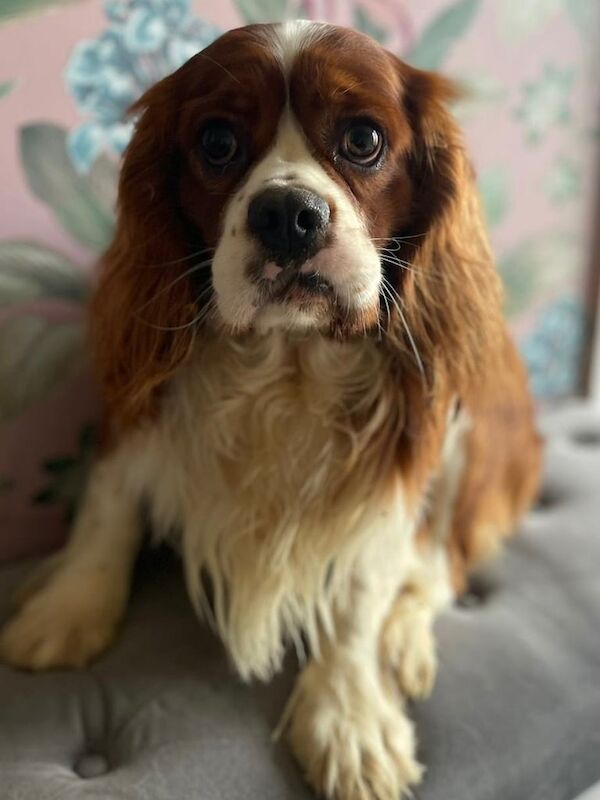 Cavalier King Charles spaniel male for sale in Wisbech, Cambridgeshire - Image 2