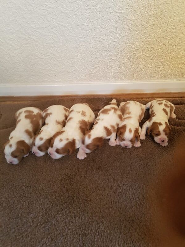 Cavalier King Charles Spaniel Puppies for sale in Glenrothes, Fife