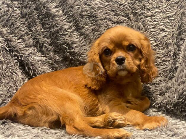 Cavalier King Charles spaniel puppies for sale in Wolverhampton, West Midlands - Image 1