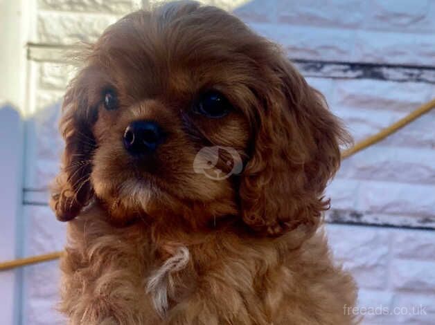 Cavalier King Charles spaniel puppies for sale in Wolverhampton, West Midlands - Image 2