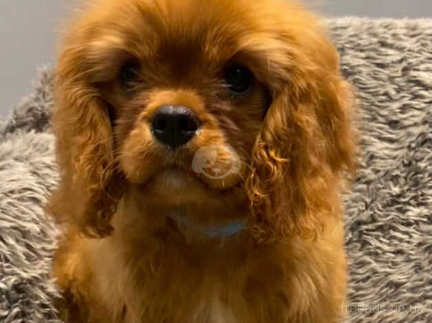 Cavalier King Charles spaniel puppies for sale in Wolverhampton, West Midlands - Image 3