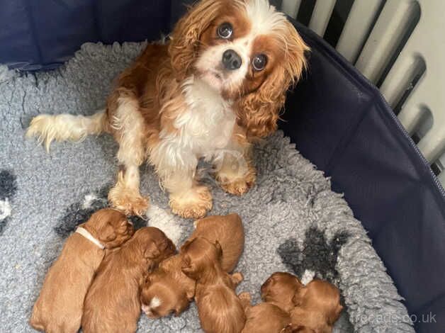 Cavalier King Charles spaniel puppies for sale in Wolverhampton, West Midlands - Image 4