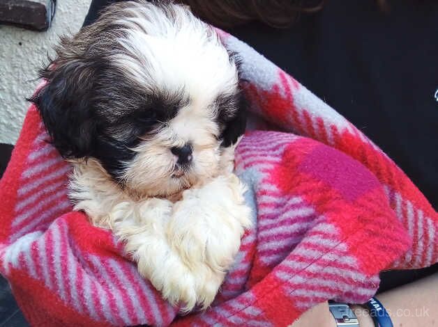 Cavalier King Charles Spaniels for sale in New Tredegar, Caerphilly