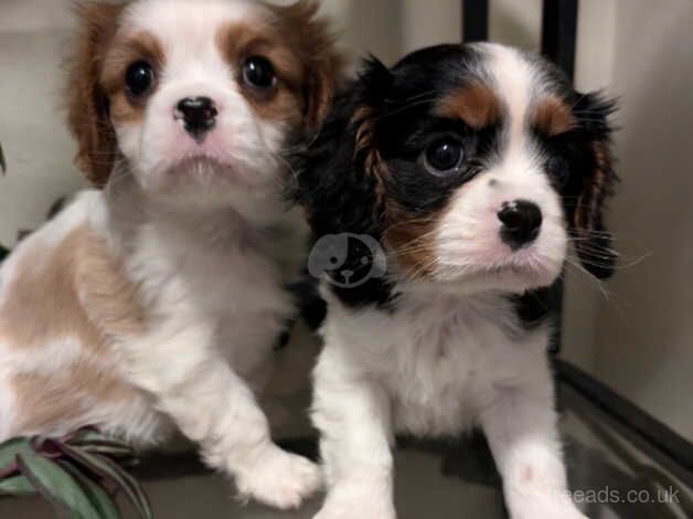 Cute cavalier girls for sale in Whitland/Hendy-Gwyn, Carmarthenshire