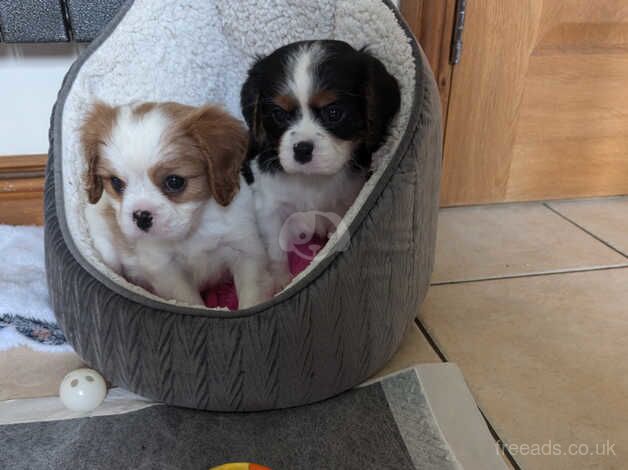 Cute cavalier girls for sale in Whitland/Hendy-Gwyn, Carmarthenshire - Image 2