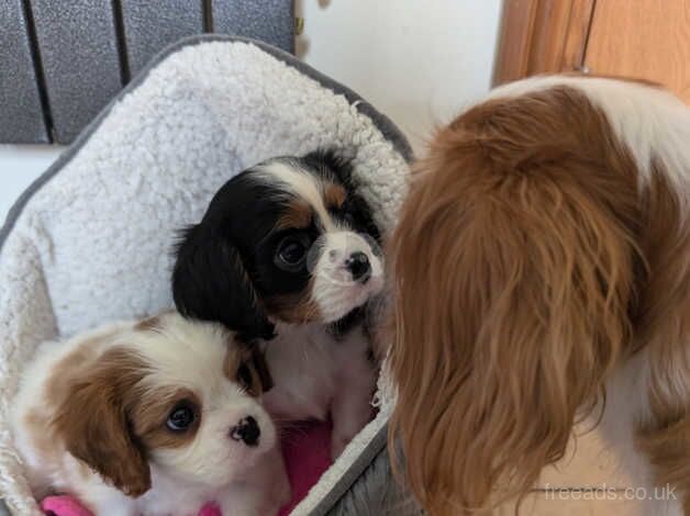 Cute cavalier girls for sale in Whitland/Hendy-Gwyn, Carmarthenshire - Image 3