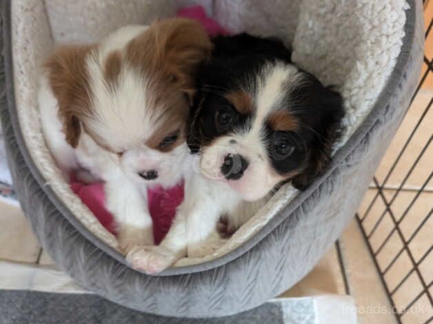 Cute cavalier girls for sale in Whitland/Hendy-Gwyn, Carmarthenshire - Image 5