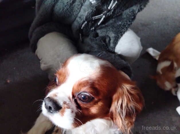 Entire male cavalier king Charles for sale in Boston, Lincolnshire - Image 4