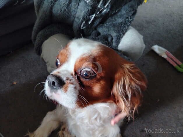 Entire male cavalier king Charles for sale in Boston, Lincolnshire - Image 5