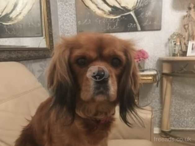 Female Cavalier King Charles for sale in March, South Lanarkshire