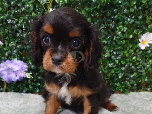 Gorgeous cavalier for sale in King's Lynn, Norfolk