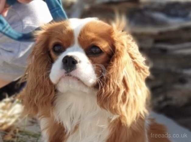 Happy Loving Cavalier King Charles Girl for sale in Slough, Powys