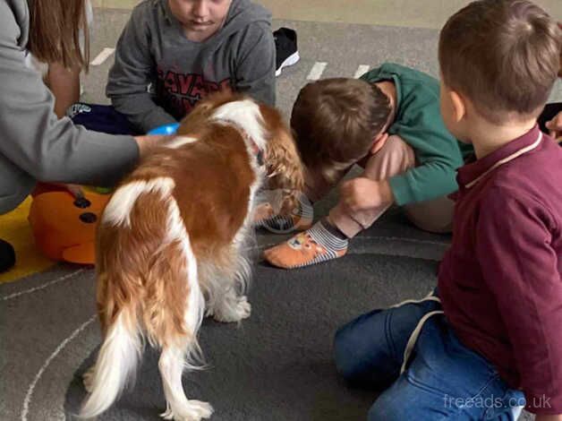 King Charles Spaniel Puppies for sale