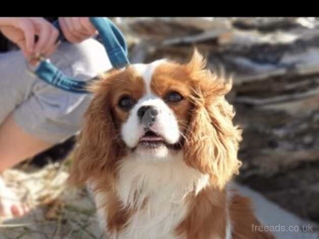 Happy Loving Cavalier King Charles Girl for sale in Slough, Powys - Image 5