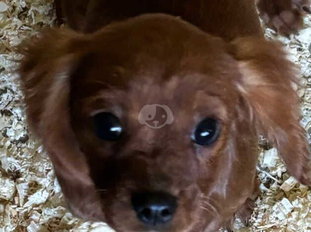 K C Reg'd Cavalier King Charles - ruby dog puppy for sale in Scunthorpe, Lincolnshire