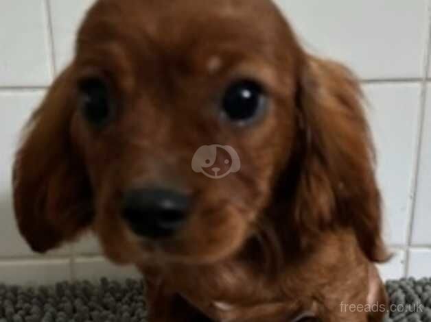 K C Reg'd Cavalier King Charles - ruby dog puppy for sale in Scunthorpe, Lincolnshire - Image 2