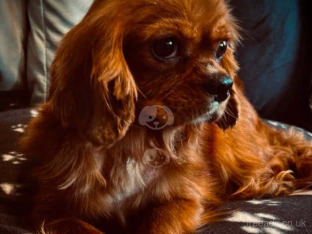 K C Reg'd Cavalier King Charles - ruby dog puppy for sale in Scunthorpe, Lincolnshire - Image 3