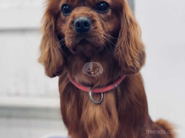 K C Reg'd Cavalier King Charles - ruby dog puppy for sale in Scunthorpe, Lincolnshire - Image 4