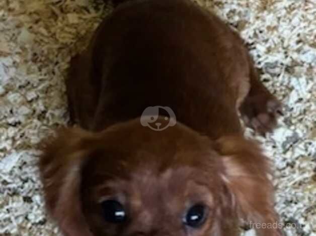 K C Reg'd Cavalier King Charles - ruby dog puppy for sale in Scunthorpe, Lincolnshire - Image 5