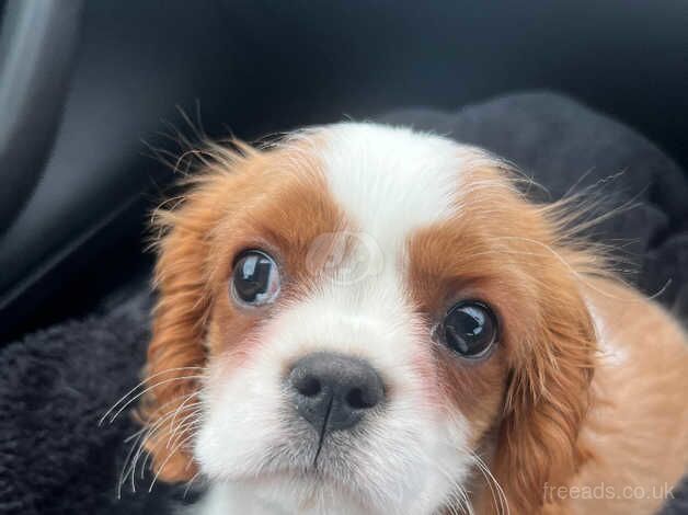 Kc cavalier King Charles for sale in Kelloholm, Dumfries and Galloway - Image 1