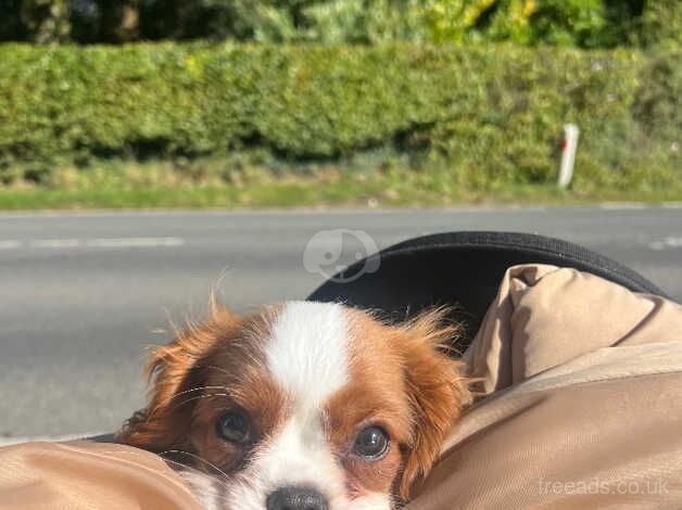 Kc cavalier King Charles for sale in Kelloholm, Dumfries and Galloway - Image 2