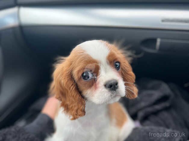 Kc cavalier King Charles for sale in Kelloholm, Dumfries and Galloway - Image 4