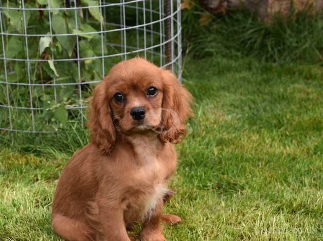 Kc Reg Cavalier King Charles Spaniel Male. for sale in Skegness, Lincolnshire - Image 1