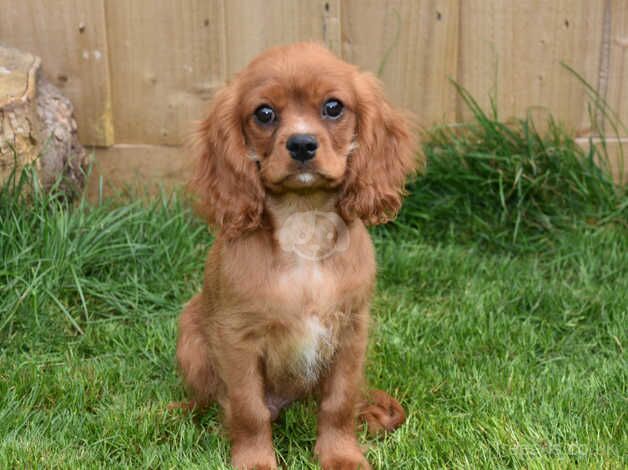 Kc Reg Cavalier King Charles Spaniel Male. for sale in Skegness, Lincolnshire - Image 4