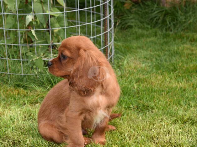 Kc Reg Cavalier King Charles Spaniel Male Ready Now. for sale in Skegness, Lincolnshire - Image 2