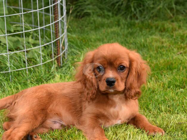 Kc Reg Cavalier King Charles Spaniel Male Ready Now. for sale in Skegness, Lincolnshire - Image 3