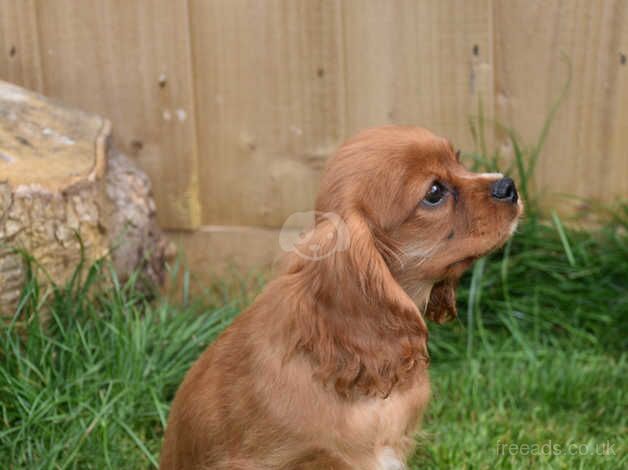 Kc Reg Cavalier King Charles Spaniel Male Ready Now. for sale in Skegness, Lincolnshire - Image 4