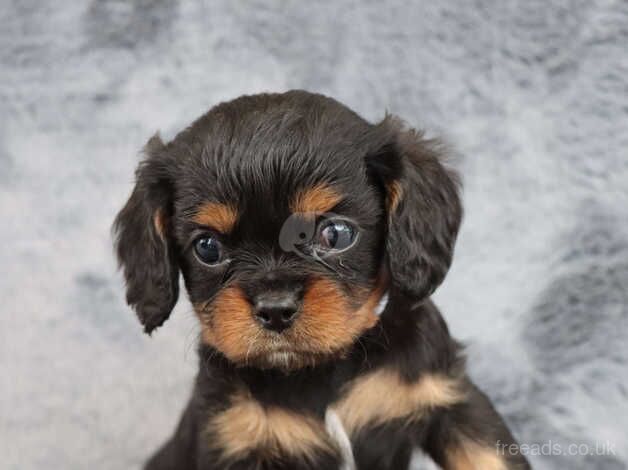 KC Reg King Charles Spaniel for sale in Crewe, Staffordshire