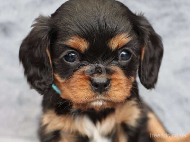 KC Reg King Charles Spaniel for sale in Crewe, Staffordshire - Image 2