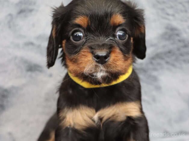 KC Reg King Charles Spaniel for sale in Crewe, Staffordshire - Image 3