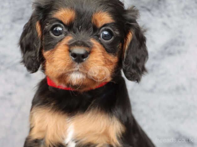 KC Reg King Charles Spaniel for sale in Crewe, Staffordshire - Image 4