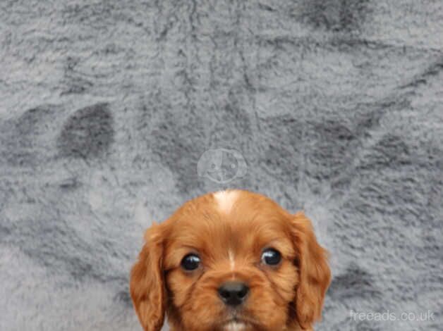 KC Reg King Charles Spaniel for sale in Crewe, Staffordshire - Image 5