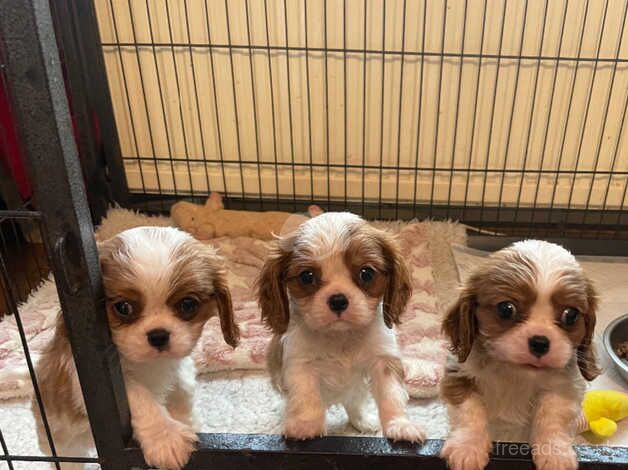 Kc registered cavalier king charles puppies for sale best sale