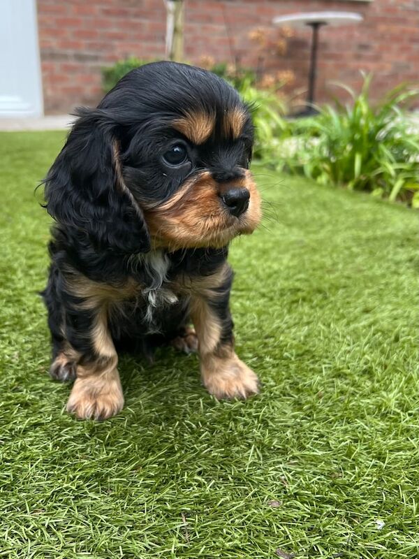 KC Registered Cavalier King Charles Spaniel for sale in Armagh, County Armagh - Image 2