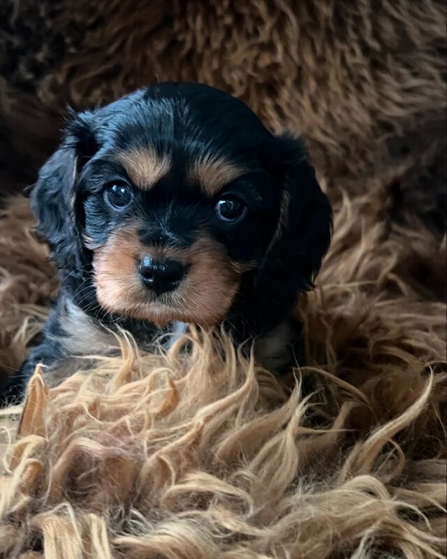 KC Registered Cavalier King Charles Spaniel for sale in Armagh, County Armagh - Image 3