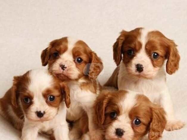 KC Registered Cavalier Puppies for sale in Dundee, Dundee City