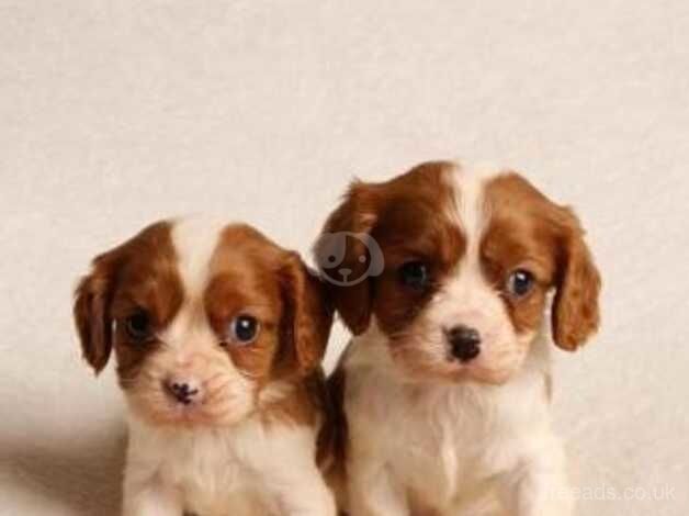 KC Registered Cavalier Puppies for sale in Dundee, Dundee City - Image 2