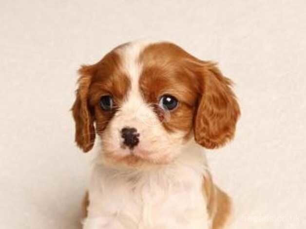 KC Registered Cavalier Puppies for sale in Dundee, Dundee City - Image 3