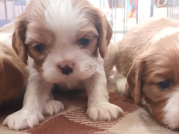 KC registered litter Cavalier King Charles Spaniel Puppies for sale in Chesterfield, Derbyshire - Image 1