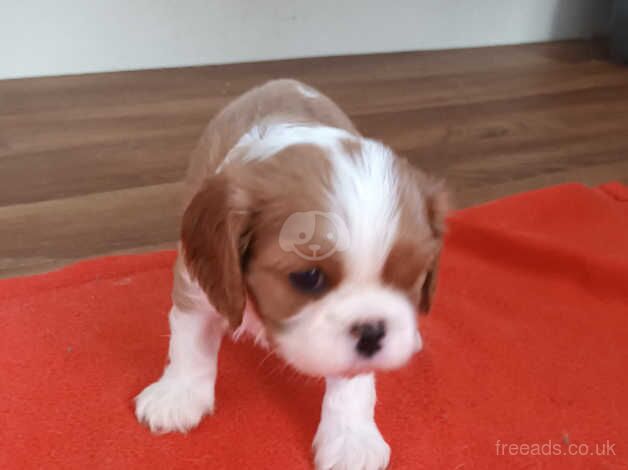 KC registered litter Cavalier King Charles Spaniel Puppies for sale in Chesterfield, Derbyshire - Image 2