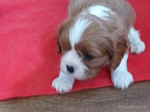 KC registered litter Cavalier King Charles Spaniel Puppies for sale in Chesterfield, Derbyshire - Image 3