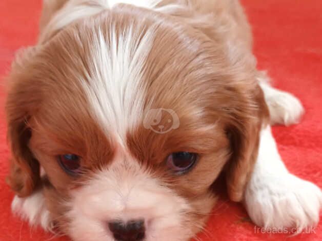 KC registered litter Cavalier King Charles Spaniel Puppies for sale in Chesterfield, Derbyshire - Image 4